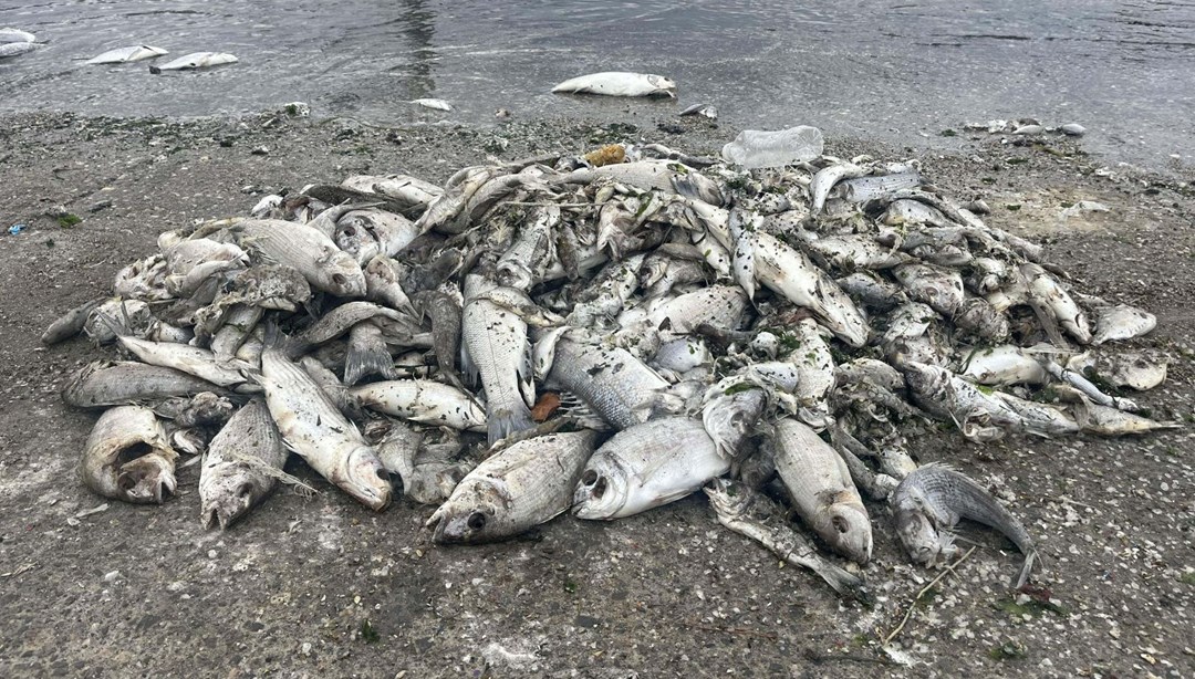 İzmir Körfezi’ndeki kirlilik ve balık ölümlerine soruşturma
