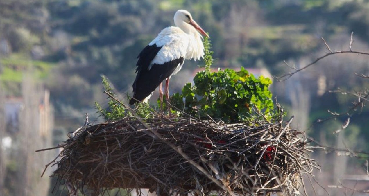 Aydın’da yılın ilk leyleğini gördü: Bakın ne ödül kazandı
