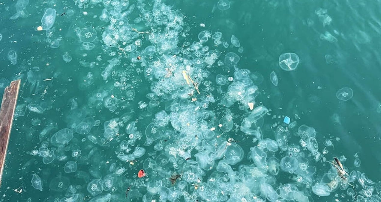 Marmara denizanasıyla kaplandı, profesörden uyarı geldi